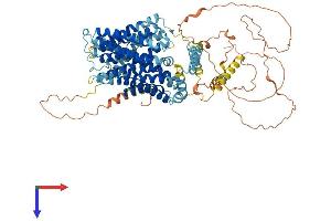 AlphaFold protein structure predicition of Human Recombinant SLC9A4 Protein, UniprotID Q6AI14