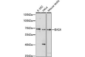 Western blot analysis of extracts of various cell lines, using B antibody (ABIN7265852) at 1:1000 dilution. (BAG4 anticorps  (AA 1-100))