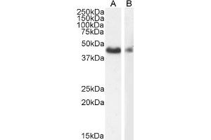 (ABIN185271) (1 μg/mL) staining of HeLa (A) and (2 μg/mL) NIH3T3 (B) cell lysate (35 μg protein in RIPA buffer).