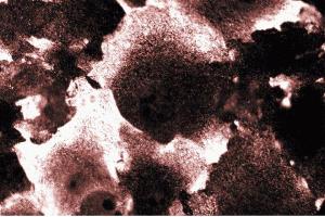 Immunofluorescent staining of NIH-3T3 cells.