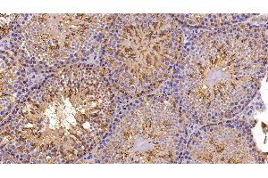 Detection of NME2 in Mouse Testis Tissue using Polyclonal Antibody to Non Metastatic Cells 2, Protein NM23B Expressed In (NME2)