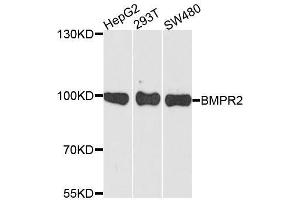 Western blot analysis of extracts of various cell lines, using BMPR2 antibody.