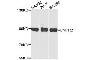 Western blot analysis of extracts of various cell lines, using BMPR2 antibody. (BMPR2 anticorps  (AA 27-150))