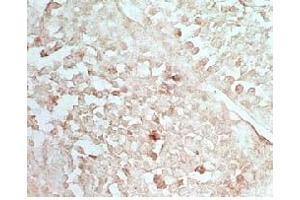 Rat testis tissue stained by Rabbit Anti-INSL5  (Mouse) Serum (INSL5 anticorps)