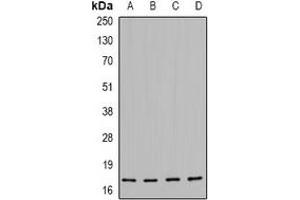 Western blot analysis of HSP20 (pS16) expression in MCF7 (A), HEK293 (B), NIH3T3 (C), H9C2 (D) whole cell lysates.