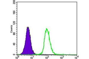 Flow cytometric analysis of K562 cells using GSTP1 mouse mAb (green) and negative control (purple).