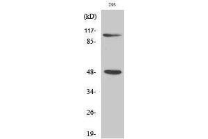 Western Blotting (WB) image for anti-Nuclear Factor of kappa Light Polypeptide Gene Enhancer in B-Cells 1 (NFKB1) (Thr157) antibody (ABIN3185881) (NFKB1 anticorps  (Thr157))
