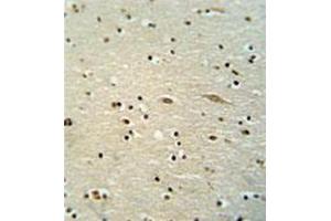 Immunohistochemistry analysis in formalin fixed and paraffin embedded human brain tissue reacted with MAMSTR Antibody (N-term) followed which was peroxidase conjugated to the secondary antibody and followed by DAB staining.