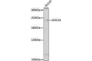 Western blot analysis of extracts of DU145 cells, using DOCK4 antibody (ABIN7266717) at 1:1000 dilution. (DOCK4 anticorps  (AA 150-450))