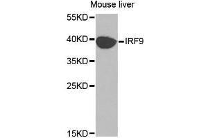 Western blot analysis of extracts of mouse liver, using IRF9 antibody (ABIN5970391) at 1/1000 dilution. (IRF9 anticorps)