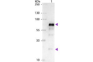 Goat anti-Chicken IgG (Heavy & Light Chain) antibody (Alkaline Phosphatase (AP)) - Preadsorbed