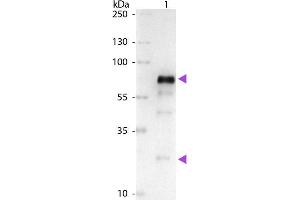 Western Blot of Alkaline Phosphatase Conjugated Goat anti-Chicken IgG Pre-Adsorbed secondary antibody. (Chèvre anti-Poulet IgG (Heavy & Light Chain) Anticorps (Alkaline Phosphatase (AP)) - Preadsorbed)