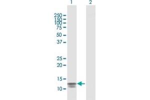 Western Blot analysis of SAA4 expression in transfected 293T cell line by SAA4 MaxPab polyclonal antibody.
