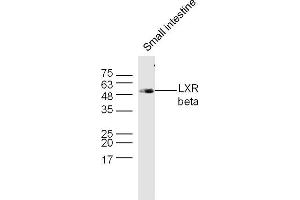Mouse small intestine lysates probed with LXR beta Polyclonal Antibody, Unconjugated  at 1:300 dilution and 4˚C overnight incubation. (NR1H2 anticorps  (AA 361-460))