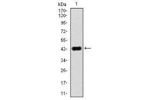 Image no. 1 for anti-Mitogen-Activated Protein Kinase 8 (MAPK8) antibody (ABIN1499314) (JNK anticorps)
