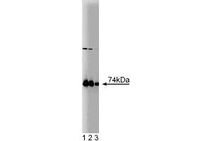 Western blot analysis of PKCiota on a rat cerebrum lysate. (PKC iota anticorps  (AA 404-587))