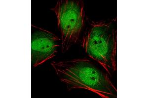 Fluorescent image of Hela cells stained with Mouse Actl6a Antibody (C-term) (ABIN6243024 and ABIN6577692).