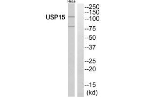 Western blot analysis of extracts from HeLa cells, using USP15 antibody. (USP15 anticorps  (N-Term))