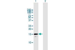 Western Blot analysis of RGS21 expression in transfected 293T cell line by RGS21 MaxPab polyclonal antibody. (RGS21 anticorps  (AA 1-152))
