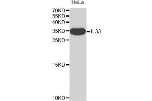 Western blot analysis of extracts of HeLa cell line, using IL33 antibody. (IL-33 anticorps)