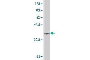 Western Blot detection against Immunogen (36. (HEY1 anticorps  (AA 121-220))