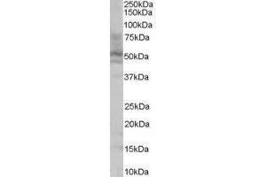 Hepatocyte Nuclear Factor 4, alpha (HNF4A) peptide