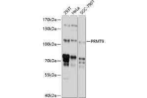Western blot analysis of extracts of various cell lines, using PRMT9 antibody (ABIN6130886, ABIN6146236, ABIN6146237 and ABIN6214766) at 1:1000 dilution. (FBXO11 anticorps  (AA 1-170))