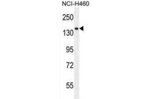 Western Blotting (WB) image for anti-phospholipase C-Like 2 (PLCL2) antibody (ABIN2996484) (PLCL2 anticorps)