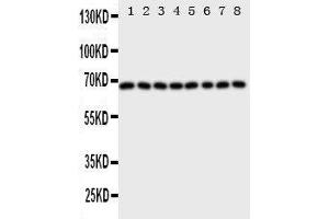 Western Blotting (WB) image for anti-Protein tyrosine Phosphatase, Non-Receptor Type 11 (PTPN11) (AA 582-597), (C-Term) antibody (ABIN3044088)