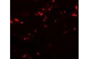 Immunofluorescence of TCNT1 in human kidney cells with Tectonic-1 Antibody (N-term) at 20 µg/ml.