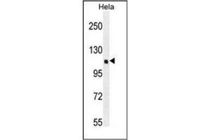 Western blot analysis of QSK Antibody (C-term) in Hela cell line lysates (35ug/lane). (SIK3 anticorps  (C-Term))
