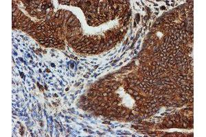 Image no. 1 for anti-Sec1 Family Domain Containing 1 (SCFD1) antibody (ABIN1500818) (SCFD1 anticorps)