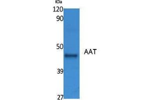 Western Blotting (WB) image for anti-AAT (Internal Region) antibody (ABIN3178088) (AAT (Internal Region) anticorps)