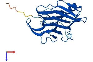 AlphaFold protein structure predicition of Human Recombinant CFAP20 Protein, UniprotID Q9Y6A4