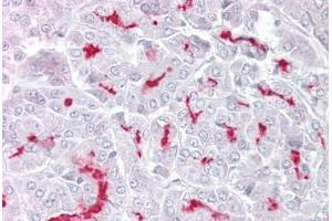 Anti-TRPM5 antibody IHC staining of human pancreas. (TRPM5 anticorps  (AA 205-254))