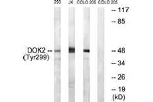 Western blot analysis of extracts from COS7 cells treated with insulin 0. (DOK2 anticorps  (pTyr299))