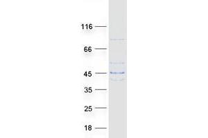 Validation with Western Blot