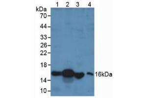Western blot analysis of (1) Porcine Liver Tissue, (2) Human Liver Tissue, (3) Rat Testis Tissue and (4) Human 293T Cells.