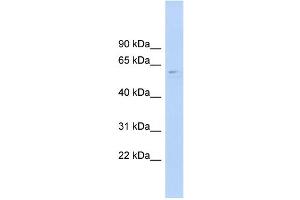 WB Suggested Anti-CLK4 Antibody Titration:  0. (CLK4 anticorps  (N-Term))