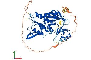 AlphaFold protein structure predicition of Human Recombinant RIMKLA Protein, UniprotID Q8IXN7