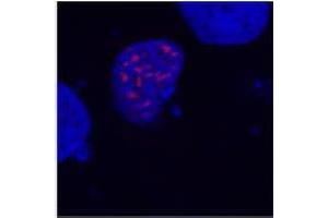 Confocal microscopy of COS-7 transfectants, expressing fusion nuclear protein with T7-DYKDDDDK epitope. (DYKDDDDK Tag anticorps)