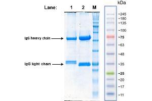 SDS-PAGE mouse-anti-lukF-PV antibodies: 12% PAA, reducing conditions, Coomassie brilliant blue staining:  Lane 1: LUK-002 (5 µg/Lane), Lane 2: LUK-003 (7,5 µg/Lane), Lane M: Protein Marker VI prestained [AppliChem GmbH] (LukF-PV anticorps)