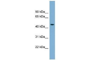 WB Suggested Anti-ACTR3B Antibody Titration: 0. (ACTR3B anticorps  (N-Term))