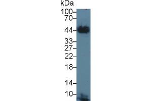Western blot analysis of Cow Cerebrum lysate, using Cow TF Antibody (3 µg/ml) and HRP-conjugated Goat Anti-Rabbit antibody ( (Tissue factor anticorps  (AA 36-292))