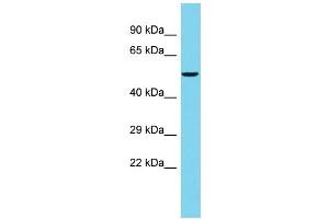 Host: Rabbit Target Name: FAM222B Sample Type: PANC1 Whole Cell lysates Antibody Dilution: 1. (FAM222B anticorps  (C-Term))