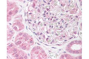 Anti-EDG2 antibody IHC of human kidney.