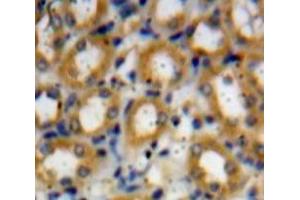 IHC-P analysis of Kidney tissue, with DAB staining. (beta Defensin 1 anticorps  (AA 22-68))