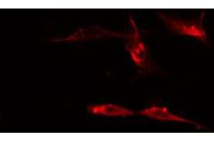 ABIN6274510 staining Hela cells by IF/ICC. (Sema4a anticorps  (Internal Region))