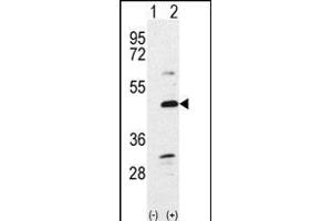 Western blot analysis of Bmp7 (arrow) using rabbit polyclonal Bmp7 Antibody (N-term) (ABIN388457 and ABIN2848828). (BMP7 anticorps  (N-Term))