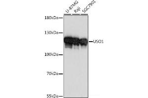 Western blot analysis of extracts of various cell lines using USO1 Polyclonal Antibody at dilution of 1:1000. (USO1 anticorps)